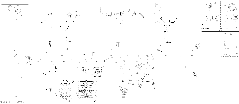 08- Electric - Main Harness - 515178732 - Adrenaline - Part 1