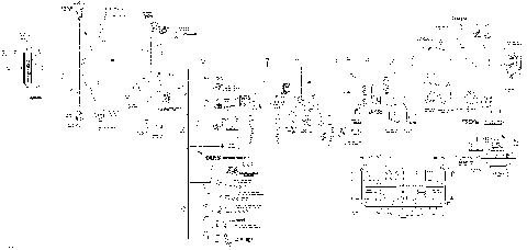 10- Main Harness Europe, XT