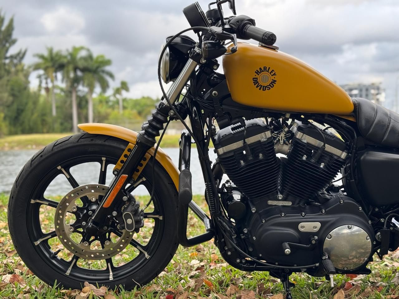 Used 2019 Harley-Davidson Iron 883™ Rugged Gold Denim