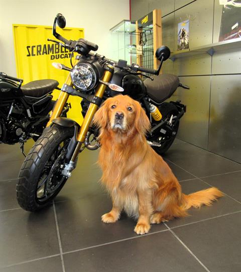 New 2023 Ducati Scrambler 1100 Sport PRO Motorcycles in New Haven