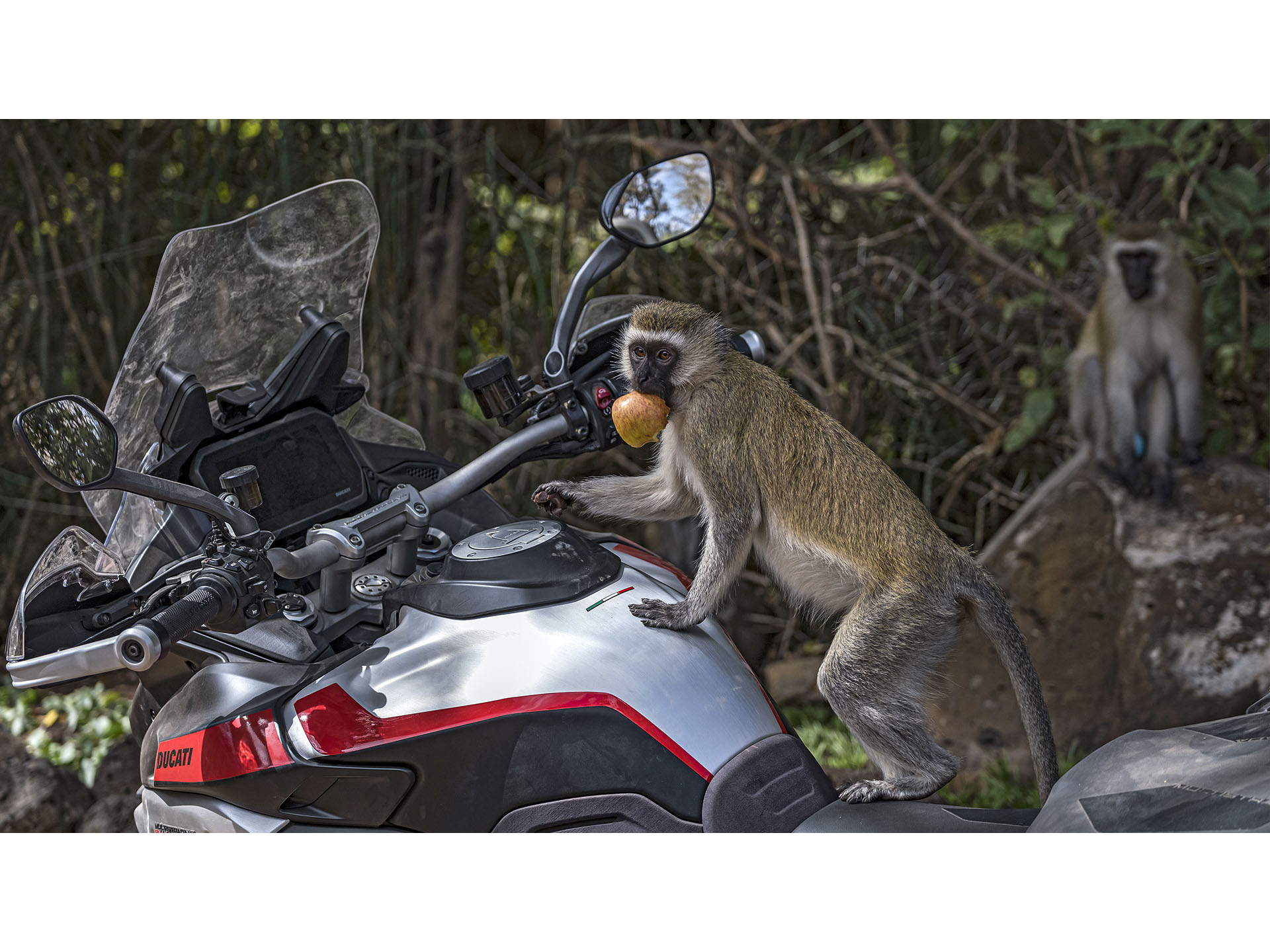 2025 Ducati Multistrada V4 Rally Adventure Travel & Radar in Foxboro, Massachusetts - Photo 10