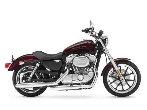 Sportster superlow for sale top