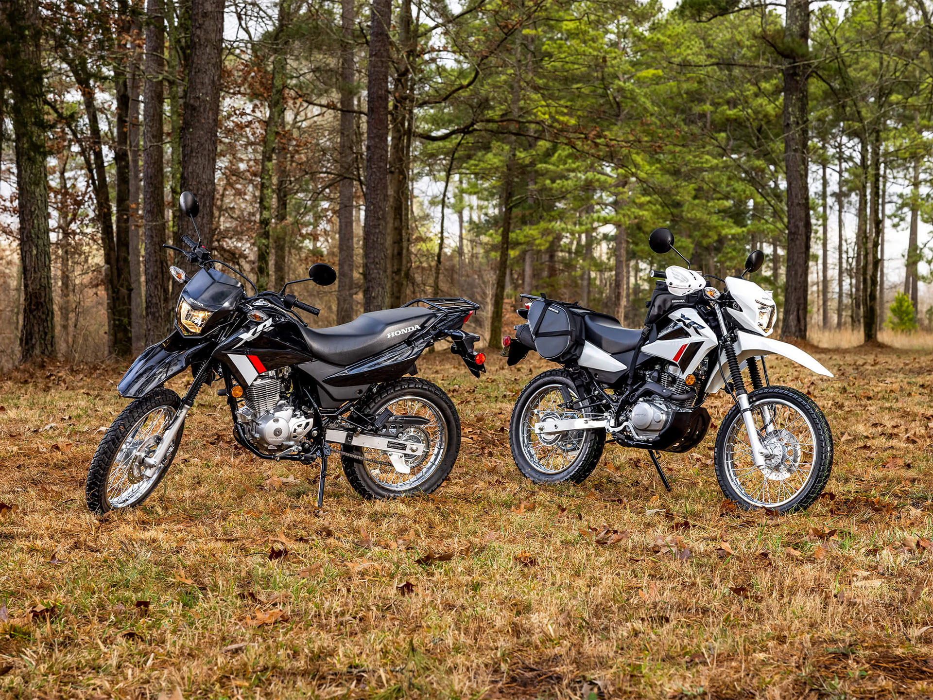 2024 Honda XR150L in Whiteland, Indiana