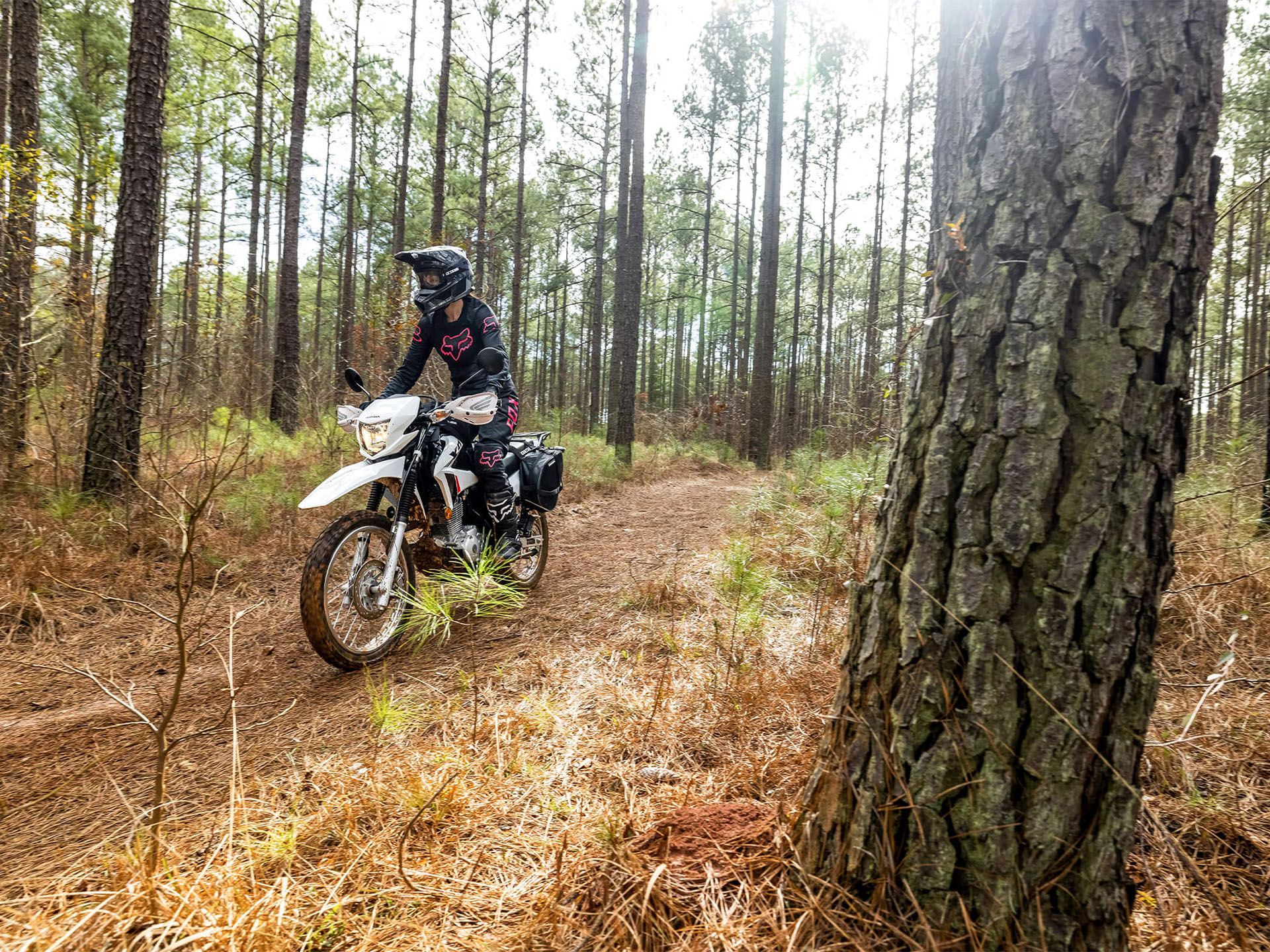 2024 Honda XR150L in Whiteland, Indiana