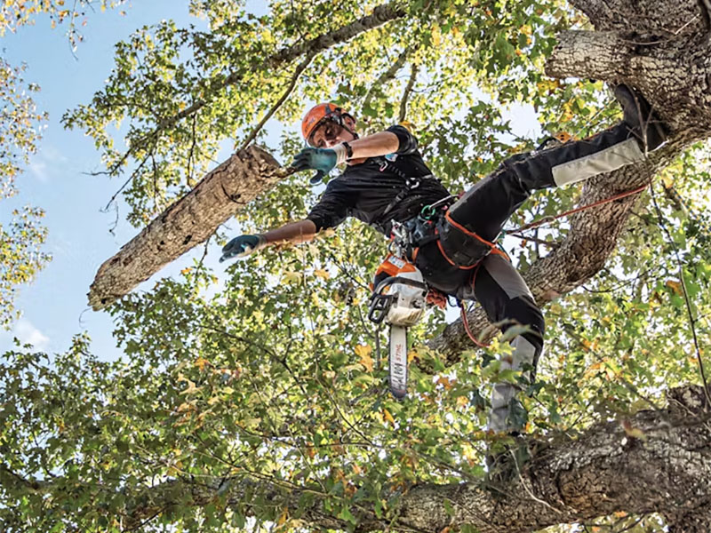 Stihl MSA 220 TC-O 12 in. Bar w/ AP 300 S Battery & AL 301 Charger in Calmar, Iowa - Photo 5