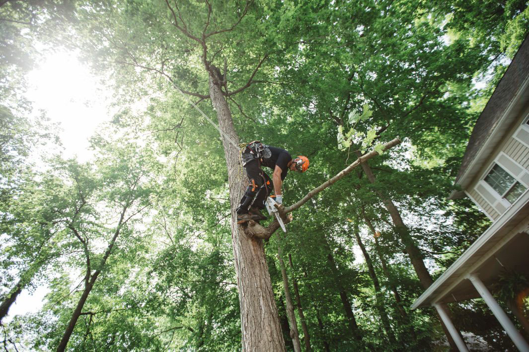 Stihl MS 151 T C-E 12 in. Bar (71 PM3 64) in Stratford, Wisconsin - Photo 2