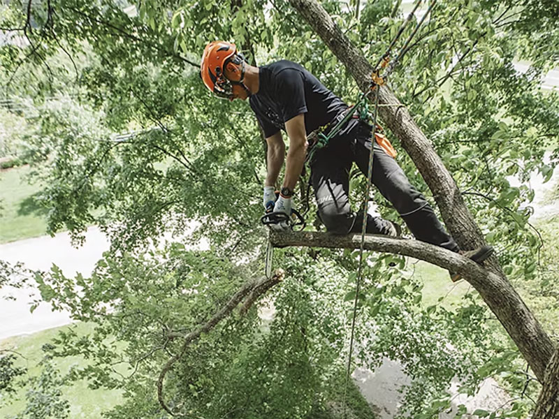 Stihl MS 194 T 14 in. Lightweight Bar 63 PS3 in Mio, Michigan - Photo 5