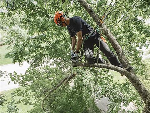 Stihl MS 194 T 14 in. Lightweight Bar 63 PS3 in Mio, Michigan - Photo 5