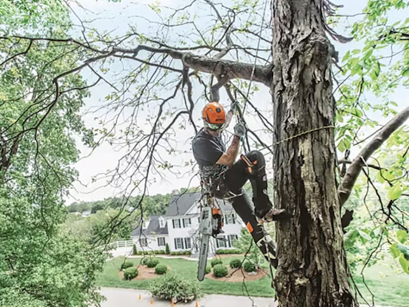 Stihl MS 201 T C-M 14 in. Lightweight Bar 61 PS3 in Calmar, Iowa - Photo 4
